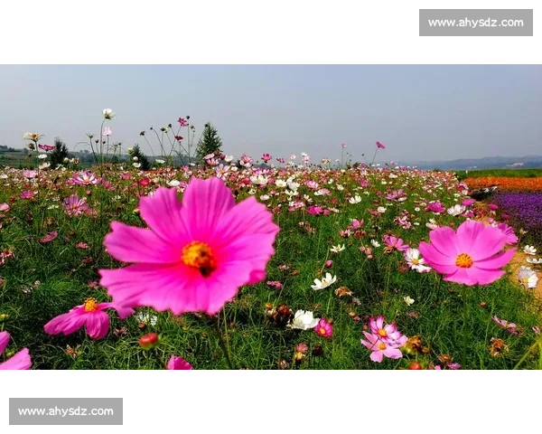 影像记忆:野马赛道 19.5 公里,定格花海前的骑行瞬间 影像记忆:野马赛道 19.5 公里,定格花海前的骑行瞬间